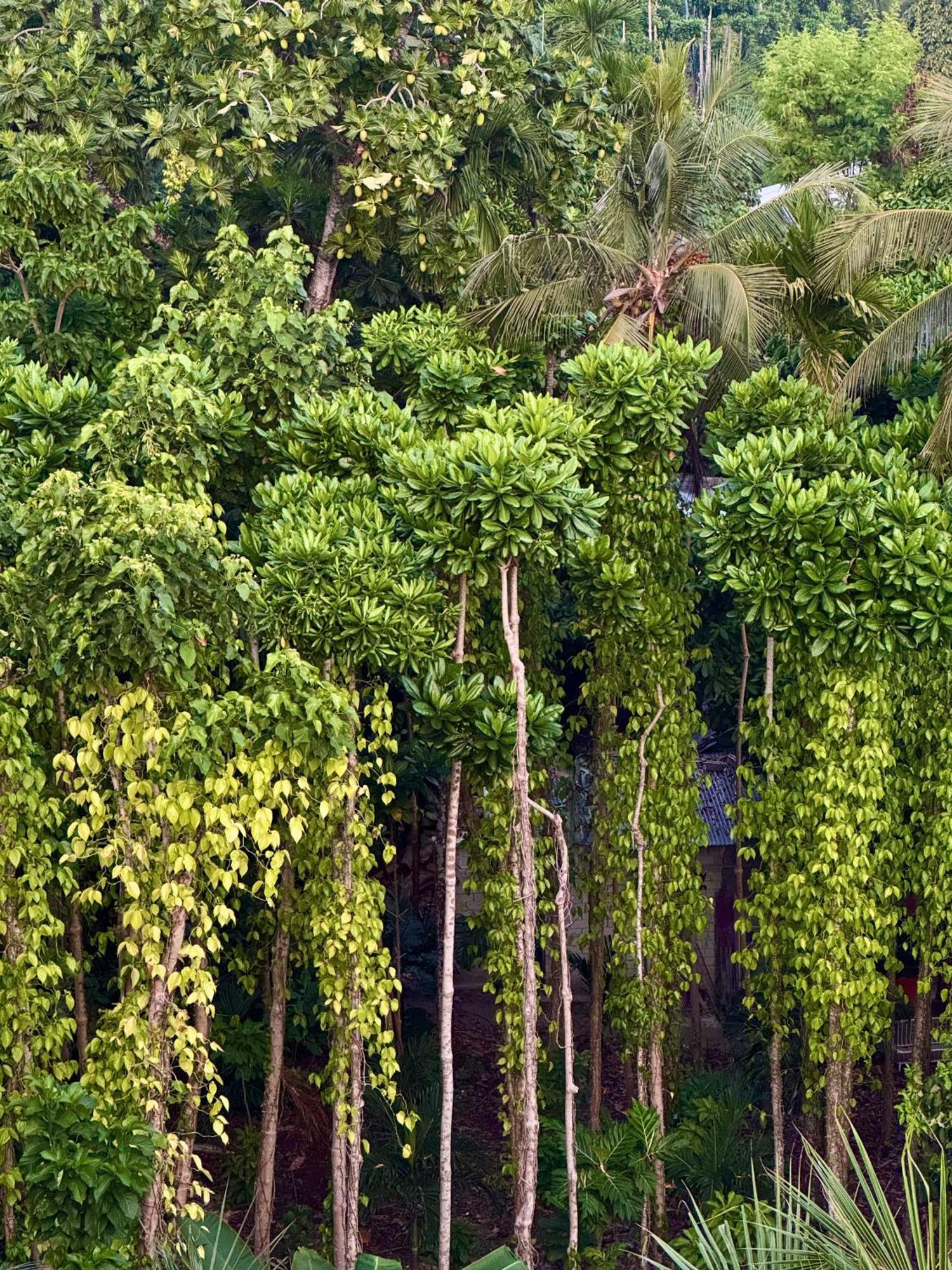 Serene Sky Guest House Thoddoo Luaran gambar